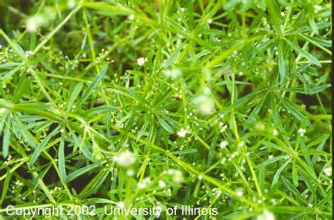 definisyon nan bedstraw