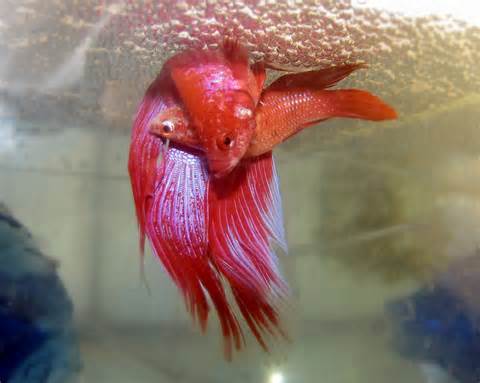 Definicija betta
