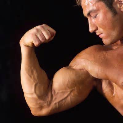 opredelitev biceps