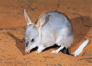 Definisi bilbies
