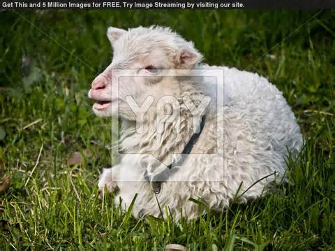 Definice bleating