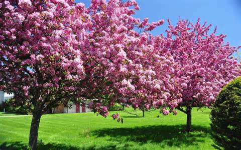 Definice blooming