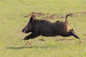Definice boar