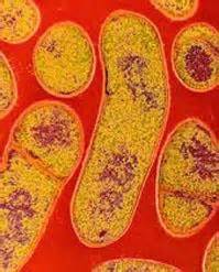Ορισμός του botulism