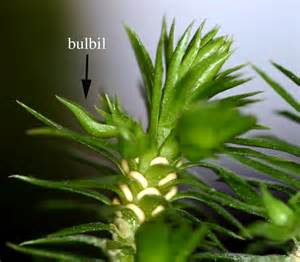 bulbil 定義