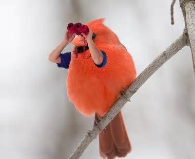 opredelitev burds