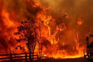 bushfire 의 정의