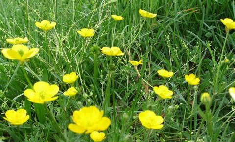 buttercups 定義