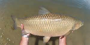 Definitions of carp