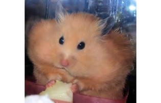 визначення cheeks