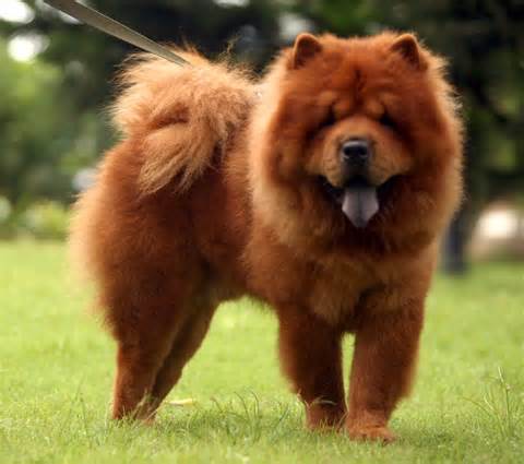 definição de chowchow
