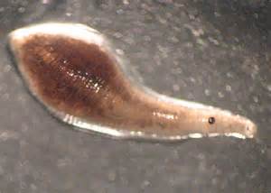 definisyon nan clitella