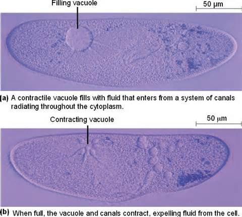 Definice contractile