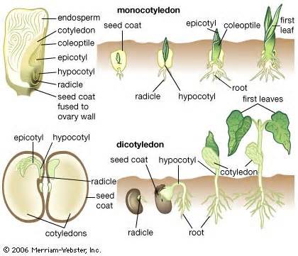Definitions of cotyledonous