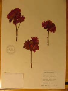 opredelitev cotype