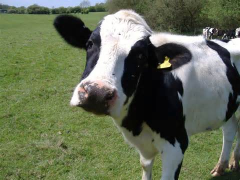 definizzjoni ta cow