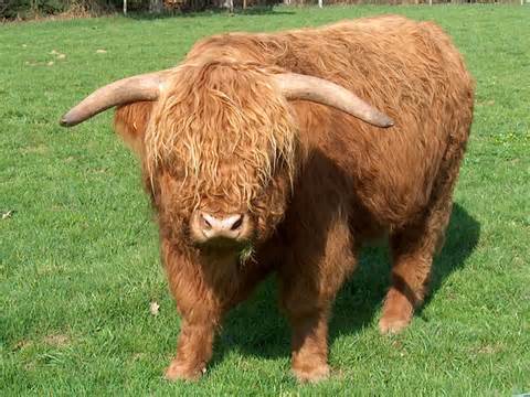 Definice cows
