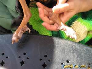 Definizione di declaws