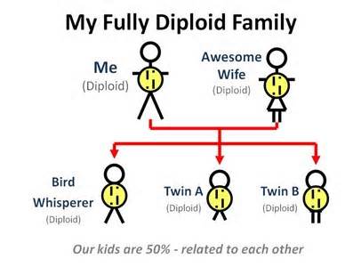 Definice diploidy