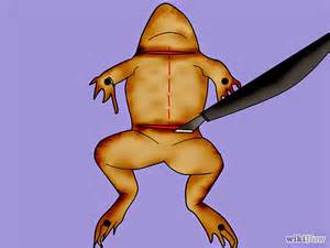 opredelitev dissect