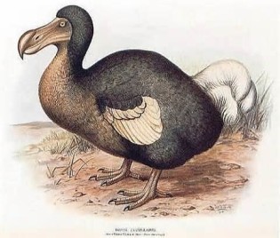 Definisjon av dodo