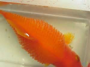 definisyon nan dropsy
