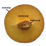 definisyon nan drupe