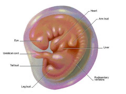 định nghĩa của embryo