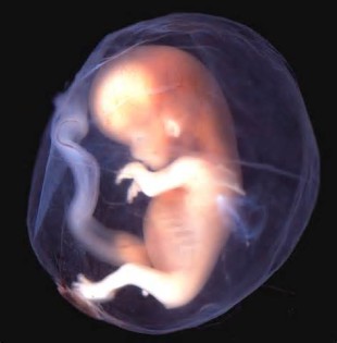 định nghĩa của embryo