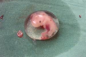 định nghĩa của embryo
