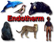 Definizione di endoderms