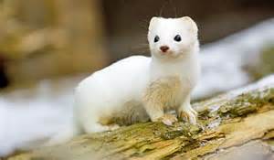 Definitions of ermine
