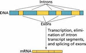 Definice exons