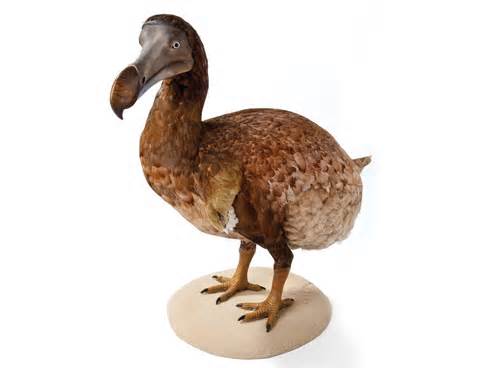 definisyon nan extinction