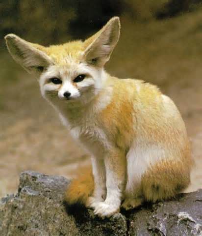 definizzjoni ta fennecs