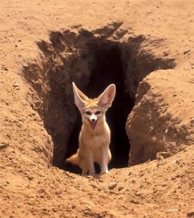 definizzjoni ta fennecs