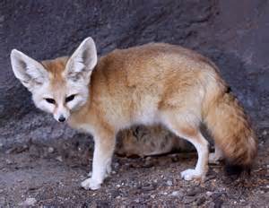 definizzjoni ta fennecs