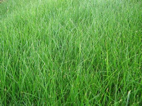 fescue 定義