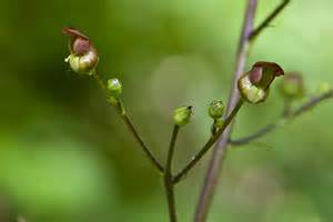 definisyon nan figwort