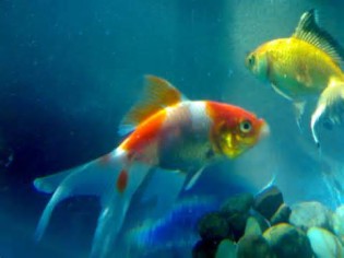 definisyon nan fishes