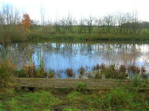 opredelitev fishpond