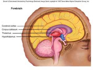 opredelitev forebrain