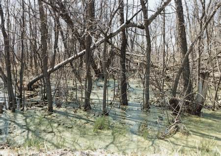 definisyon nan forested