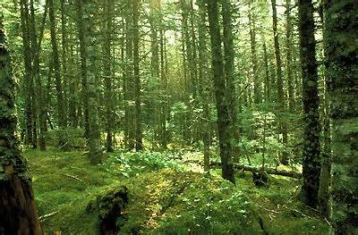diffiniad o foresting