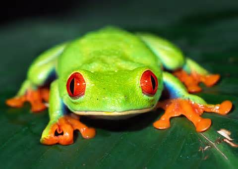 definizzjoni ta frogs