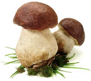 definisyon nan fungo