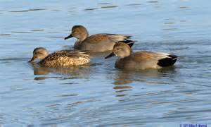 gadwall 定義