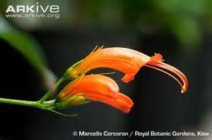 Definition von gesneria