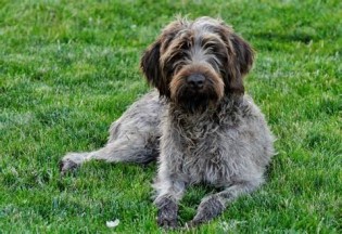 diffiniad o griffons