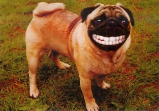 Definició de grinning